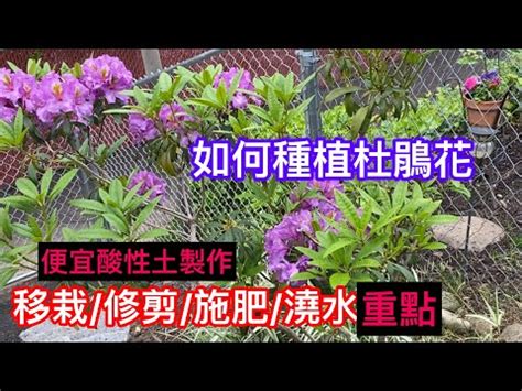 杜鵑風水|風水師：杜鵑擺放須謹慎